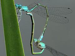 (Slender Bluet) mating wheel (Slender Bluet) mating wheel