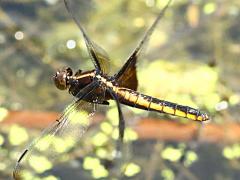(Widow Skimmer) female flying (Widow Skimmer) female flying