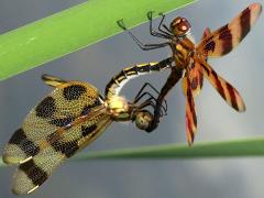 (Halloween Pennant) mating wheel (Halloween Pennant) mating wheel