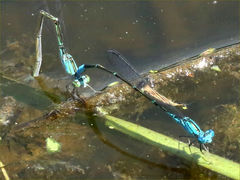 (Skimming Bluet) ovipositing (Skimming Bluet) ovipositing