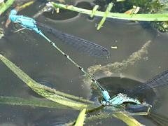 (Skimming Bluet) ovipositing face plant (Skimming Bluet) ovipositing face plant
