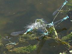 (Skimming Bluet) ovipositing immersed (Skimming Bluet) ovipositing immersed