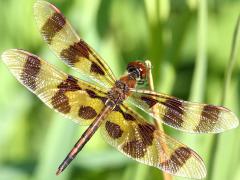 (Halloween Pennant) male dorsal (Halloween Pennant) male dorsal