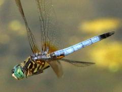 (Blue Dasher) male flying (Blue Dasher) male flying