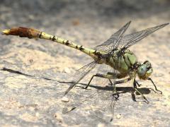 (Jade Clubtail) male frontal (Jade Clubtail) male frontal