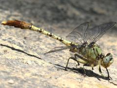 (Jade Clubtail) male lateral (Jade Clubtail) male lateral