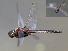 (Common Baskettail) male flying (Common Baskettail) male flying
