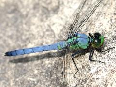 (Eastern Pondhawk) male (Eastern Pondhawk) male