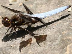 (Common Whitetail) male pruinose (Common Whitetail) male pruinose