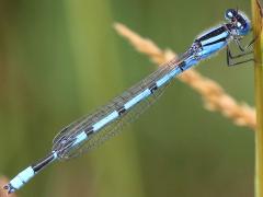 (Familiar Bluet) male (Familiar Bluet) male