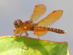 (Eastern Amberwing) male (Eastern Amberwing) male