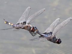 (Black Saddlebags) flying tandem dorsal (Black Saddlebags) flying tandem dorsal