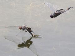 (Black Saddlebags) hover guard ovipositing (Black Saddlebags) hover guard ovipositing