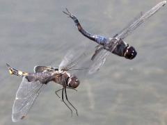 (Black Saddlebags) hovering tandem separated (Black Saddlebags) hovering tandem separated