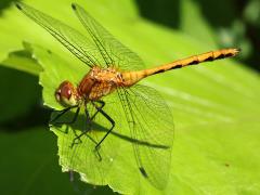 (White-faced Meadowhawk) male teneral (White-faced Meadowhawk) male teneral
