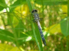 (Blue Dasher) male teneral (Blue Dasher) male teneral