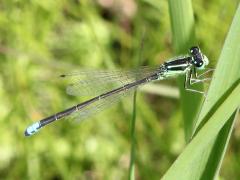 (Eastern Forktail) male (Eastern Forktail) male
