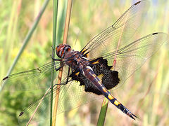 (Black Saddlebags) female (Black Saddlebags) female