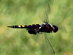 (Black Saddlebags) female flying (Black Saddlebags) female flying