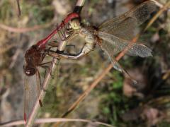 (Saffron-winged Meadowhawk) mating wheel (Saffron-winged Meadowhawk) mating wheel