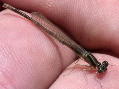 (Eastern Forktail) male teneral (Eastern Forktail) male teneral