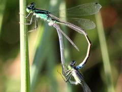 (Eastern Forktail) mating (Eastern Forktail) mating