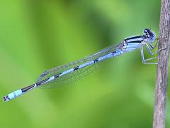 (Familiar Bluet) male (Familiar Bluet) male