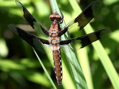 (Common Whitetail) male teneral (Common Whitetail) male teneral