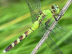 (Eastern Pondhawk) female (Eastern Pondhawk) female