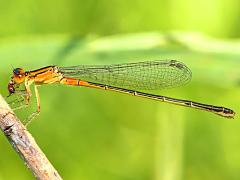 (Eastern Forktail) female teneral eating (Eastern Forktail) female teneral eating