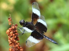 (Widow Skimmer) male teneral (Widow Skimmer) male teneral