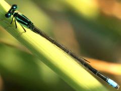 (Eastern Forktail) male (Eastern Forktail) male