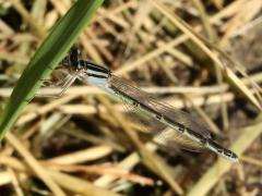 (Tule Bluet) female (Tule Bluet) female