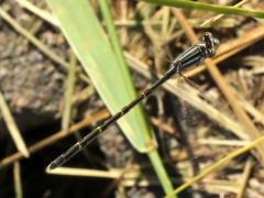 (Tule Bluet) female flight (Tule Bluet) female flight