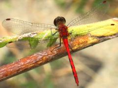 (Ruby Meadowhawk) male (Ruby Meadowhawk) male