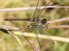 (Ruby Meadowhawk) female on Big Bluestem (Ruby Meadowhawk) female on Big Bluestem