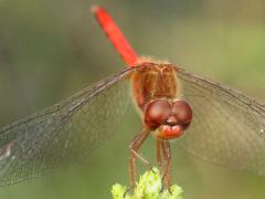 (Autumn Meadowhawk) male face (Autumn Meadowhawk) male face
