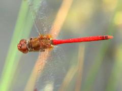 (Autumn Meadowhawk) male flying (Autumn Meadowhawk) male flying