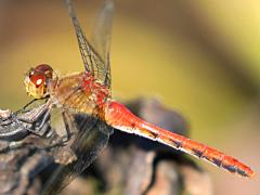 (Ruby Meadowhawk) female (Ruby Meadowhawk) female