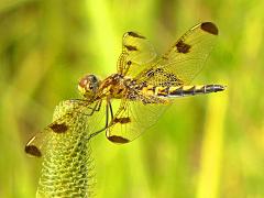 (Calico Pennant) female dorsal (Calico Pennant) female dorsal