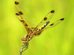 (Calico Pennant) female head (Calico Pennant) female head