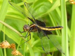 (Widow Skimmer) female (Widow Skimmer) female
