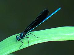 (Ebony Jewelwing) male (Ebony Jewelwing) male