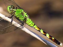 (Eastern Pondhawk) female (Eastern Pondhawk) female