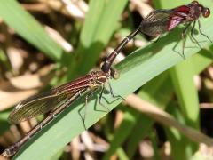 (American Rubyspot) mating tandem (American Rubyspot) mating tandem
