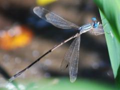 (Slender Spreadwing) male (Slender Spreadwing) male
