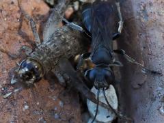 (Japanese Burrowing Cricket) and Arg. Square-headed Wasp (Japanese Burrowing Cricket) and Arg. Square-headed Wasp