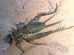 (Japanese Burrowing Cricket) paralyzed dorsal (Japanese Burrowing Cricket) paralyzed dorsal