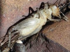 (Japanese Burrowing Cricket) paralyzed ventral (Japanese Burrowing Cricket) paralyzed ventral
