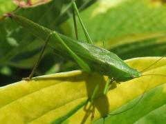 (Common Conehead) male (Common Conehead) male
